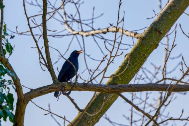 (Turdus Merula) bir ağaç dalında oturur ve şarkı söyler..