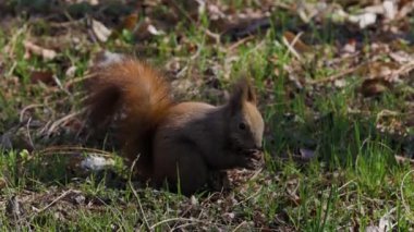 Bir sincap çimenlerde oturup fındık yiyor..