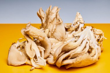 Mutfaktaki bir masada büyüyen mantarlar (Pleurotus).