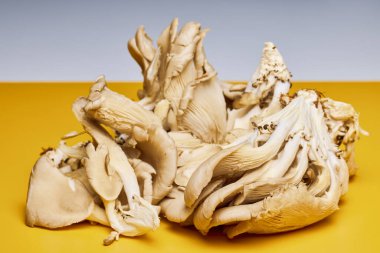 Mutfaktaki bir masada büyüyen mantarlar (Pleurotus).