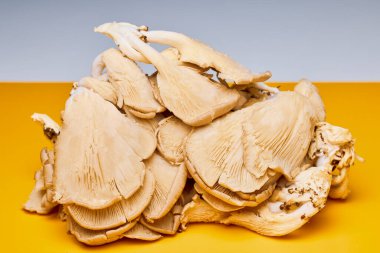 Mutfaktaki bir masada büyüyen mantarlar (Pleurotus).