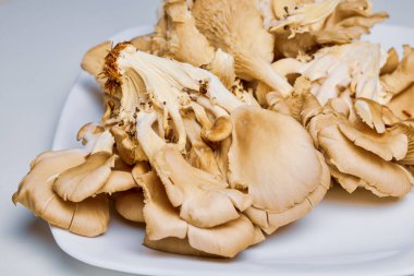 Mutfaktaki bir masada büyüyen mantarlar (Pleurotus).