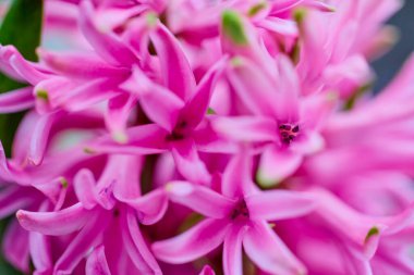 Pembe sümbülü, bulanık arkaplan manzarası