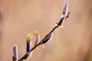 Filizleri olan bir ağaç dalı, baharın müjdecileri.