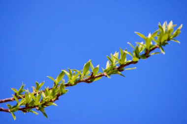 Filizleri olan bir ağaç dalı, baharın müjdecileri.