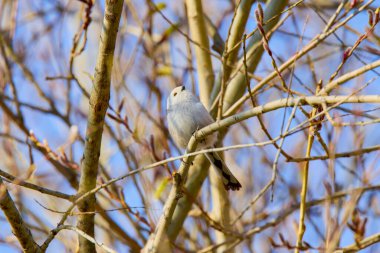 (Aegithalos caudatus), bir ağacın dalları üzerinde bahar boyunca.