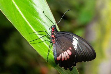Egzotik bir bahçedeki kelebek müzesinden farklı türlerin kelebekleri..