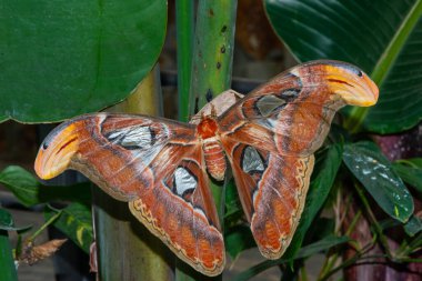 Egzotik bir bahçedeki kelebek müzesinden farklı türlerin kelebekleri..