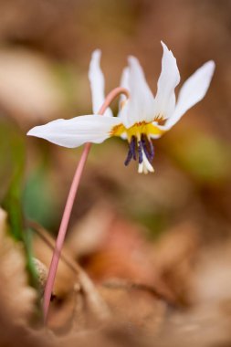 Seçici odak ve bulanık arkaplan ile (Erythronium dens-canis) resim.