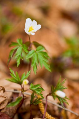 Seçici odak ve bulanık arkaplan ile (Anemone nemorosa) resim ile makro.