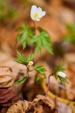 Seçici odak ve bulanık arkaplan ile (Anemone nemorosa) resim ile makro.