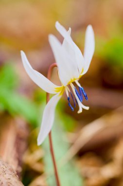 Seçici odak ve bulanık arkaplan ile (Erythronium dens-canis) resim.