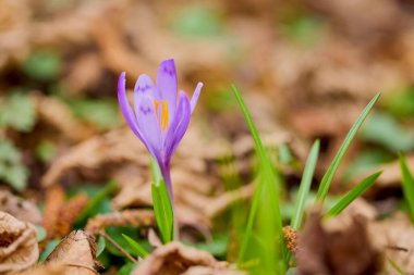Seçici odak ve bulanık arkaplan ile (Crocus heuffelianus) resim ile makro.
