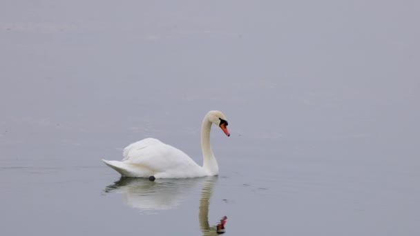 湖の美しい男性の白鳥 — ストック動画