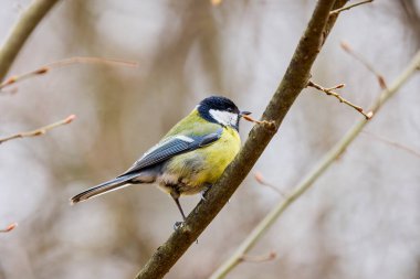 (Parus major) Kışın ağaçların arasından yiyecek aramak.