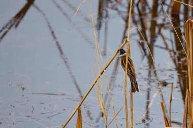 (Yoldan geçen Montanus) bir gölün yanındaki sazlıkta oturur.