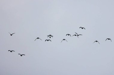 Gökyüzünde uçan vahşi ördekler.