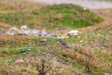 (Galerida Cristata yerde yiyecek arıyor..
