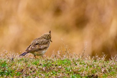 (Galerida Cristata yerde yiyecek arıyor..