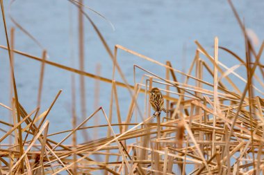 (Yoldan geçen Montanus) bir gölün yanındaki sazlıkta oturur.