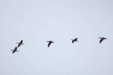 Göl üzerinde uçan karabataklar..