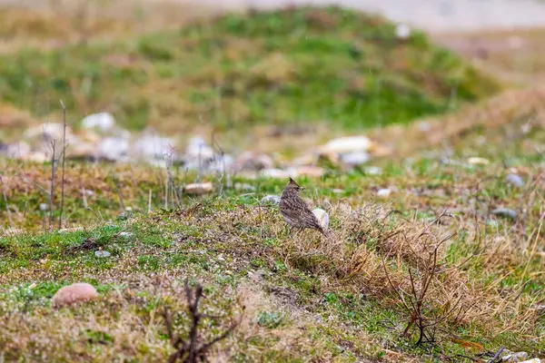 stock image (Galerida cristata) on the ground looking for food.