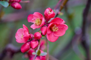 Bulanık arkaplanda bahar çiçekleri olan soyut manzara.