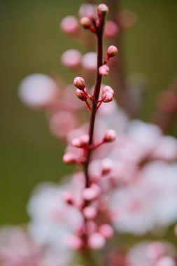 Bulanık arkaplanda bahar çiçekleri olan soyut manzara.
