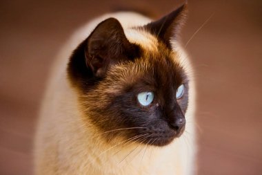 Arka planda arka planda bir kedi resmi bulanık