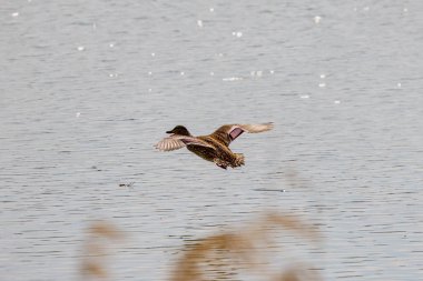 Gölün üzerinde uçan vahşi bir ördek.