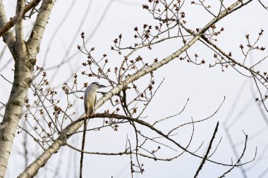 (Nycticorax nycticorax) Bir ağaç dalında dinleniyor.