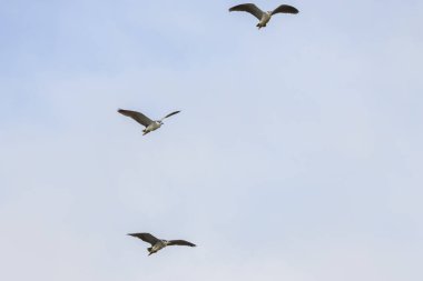 (Göç döneminde gökyüzünde uçarken Nycticorax nycticorax.