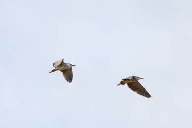 (Göç döneminde gökyüzünde uçarken Nycticorax nycticorax.