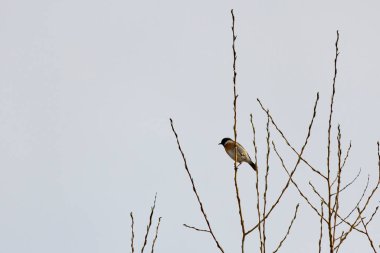 (Bir ağaç dalında duran Saxicola torquatus