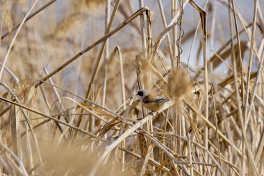 Eurasian Penduline Tit Remiz pendulinus on a cane thread