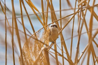 Eurasian Penduline Tit Remiz pendulinus on a cane thread