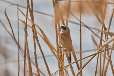 Eurasian Penduline Tit Remiz pendulinus on a cane thread