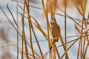 Eurasian Penduline Tit Remiz pendulinus on a cane thread