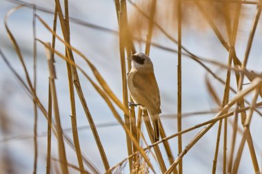 Eurasian Penduline Tit Remiz pendulinus on a cane thread