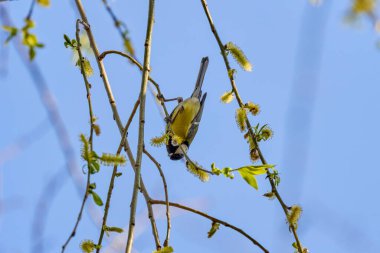 (İlkbaharda bir ağacın dalları arasında.