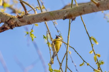 (İlkbaharda bir ağacın dalları arasında.