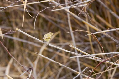 (Phylloscopus collybita) bir ağaç dalında oturur..