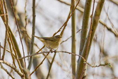 (Phylloscopus collybita) bir ağaç dalında oturur..