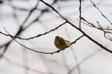(Phylloscopus collybita) bir ağaç dalında oturur..