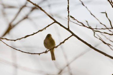 (Phylloscopus collybita) bir ağaç dalında oturur..