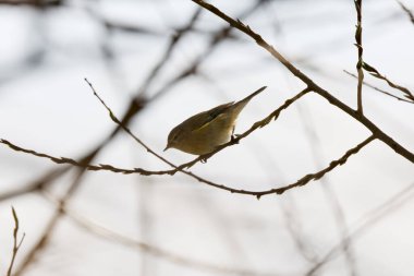 (Phylloscopus collybita) bir ağaç dalında oturur..