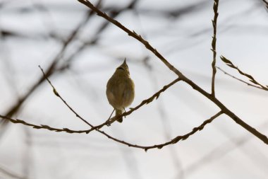 (Phylloscopus collybita) bir ağaç dalında oturur..