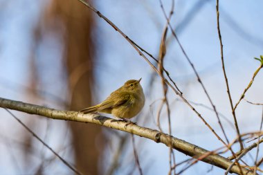(Phylloscopus collybita) bir ağaç dalında oturur..