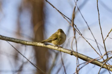 (Phylloscopus collybita) bir ağaç dalında oturur..