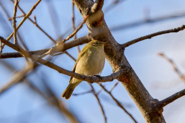 (Phylloscopus collybita) bir ağaç dalında oturur..